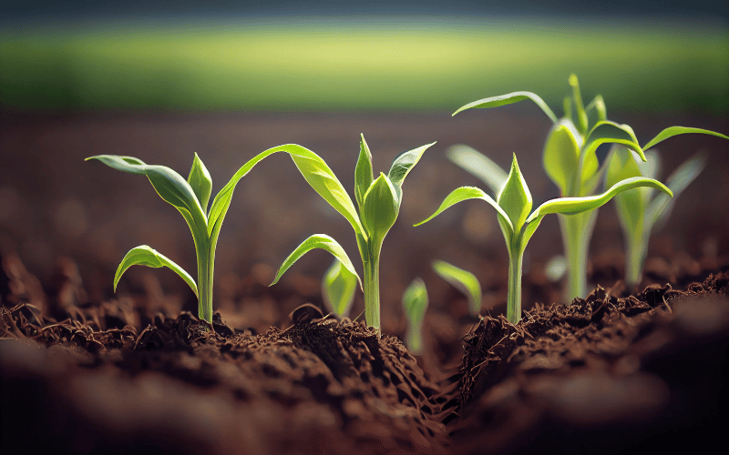 O que é fertilidade do solo? Aumente sua produtividade!
