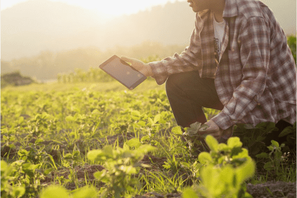 estudo de pragas para a agricultura sustentável