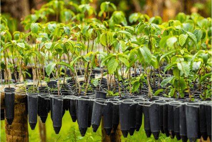 4 maiores motivos de mortalidade no inventário de qualidade