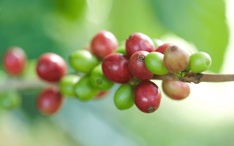 Broca do café: aprenda como controlar para aumentar a produtividade!