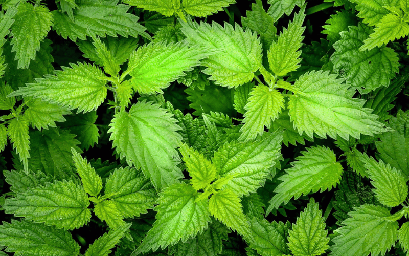 Plantas Daninhas: Aprenda tudo de uma vez!