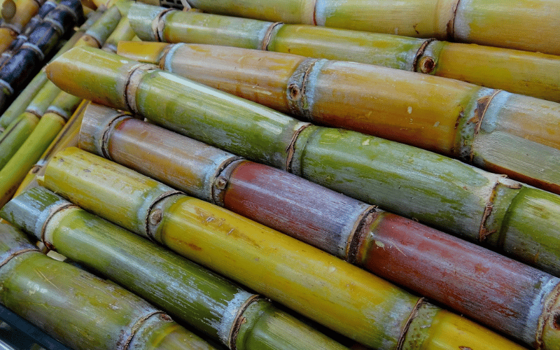 cana de açúcar