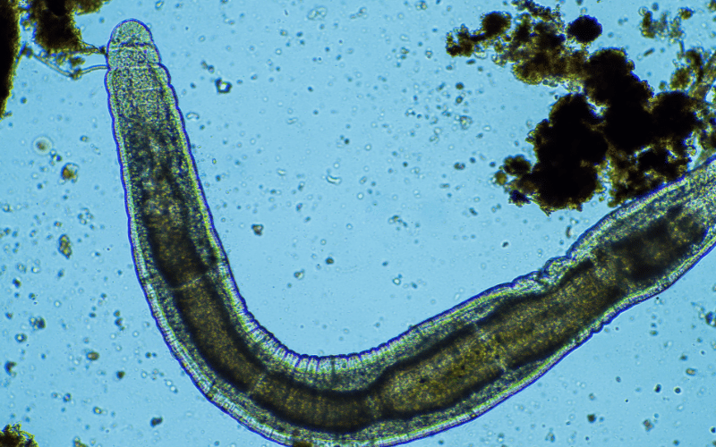 Nematoides: os inimigos invisíveis das lavouras.