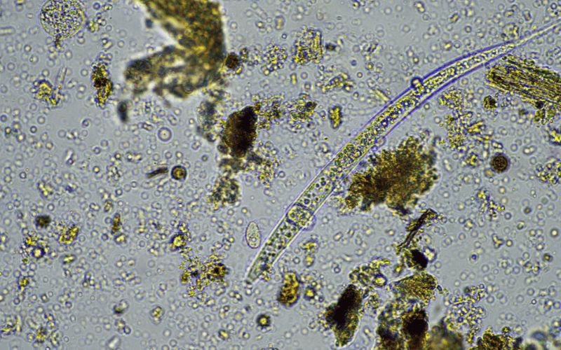 Nematoide das galhas: uma grande ameaça às lavouras!