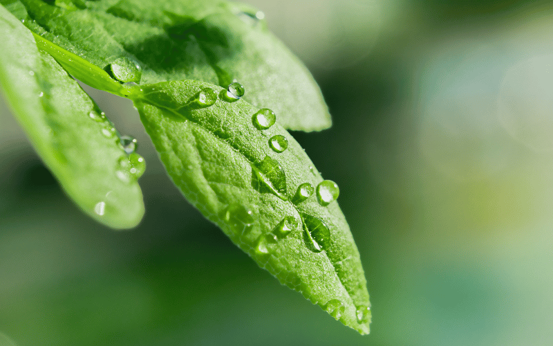 Adubação foliar: conheça os princípios e cuidados!