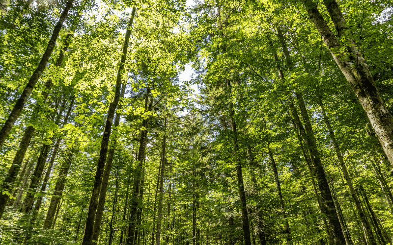 Florestas plantadas e as suas principais contribuições!