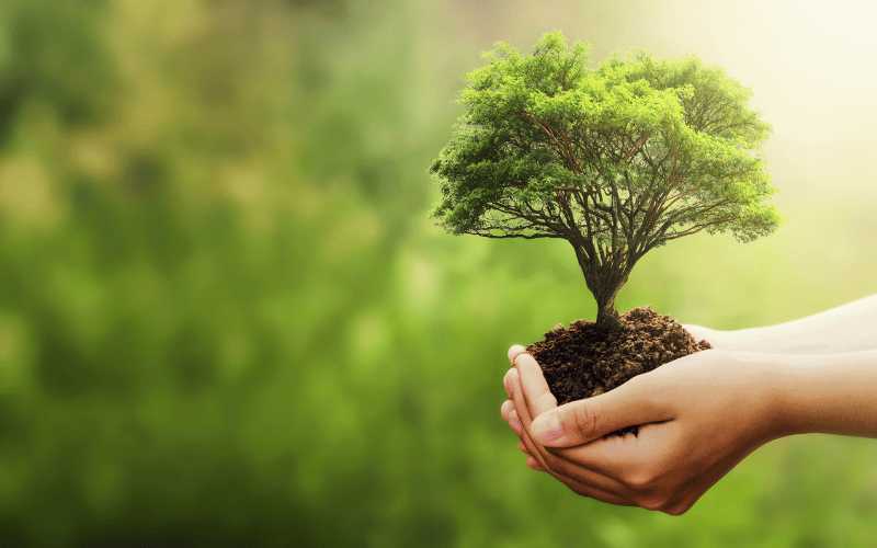 Compensação Ambiental: Entenda seu Funcionamento!