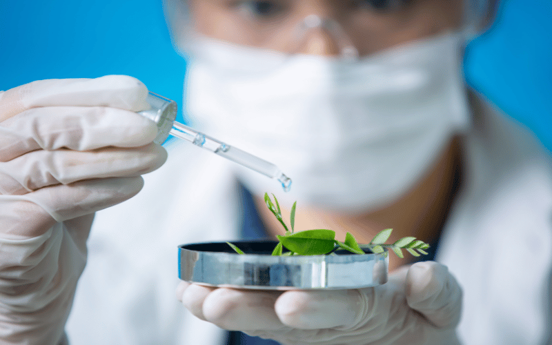 Melhoramento genético: como ele é usado na agricultura!