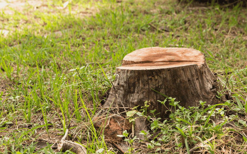 Supressão vegetal: entenda sua funcionalidade!