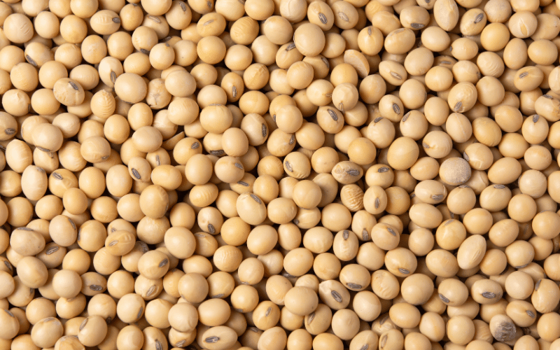 Sementes de soja: o que considerar antes produzir?