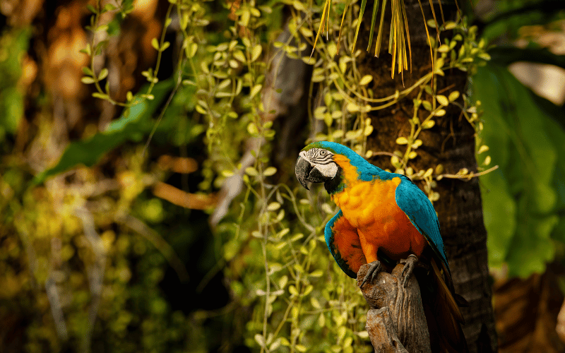 O que é fauna e flora brasileira? Conheça!