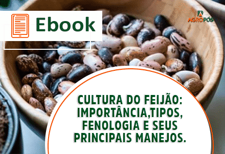 Cultura do Feijão: importância, tipos, fenologia e seus principais manejos.