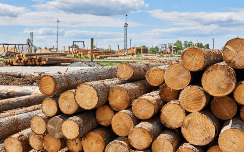 Certificação florestal: entenda o que é e quais os benefícios!