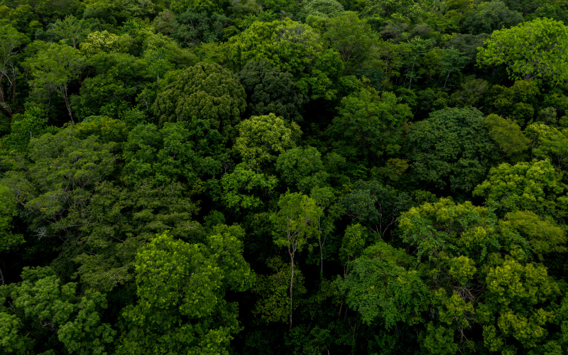 Métodos de amostragem inventário florestal!