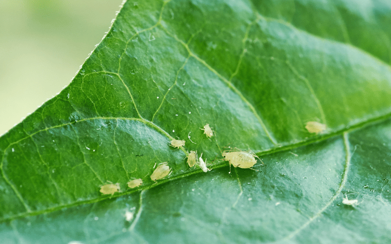 Veja 6 formas de como acabar com o pulgão nas plantas!