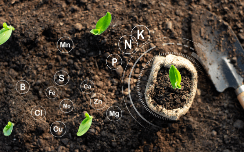 Micronutrientes para plantas: quais suas funções!