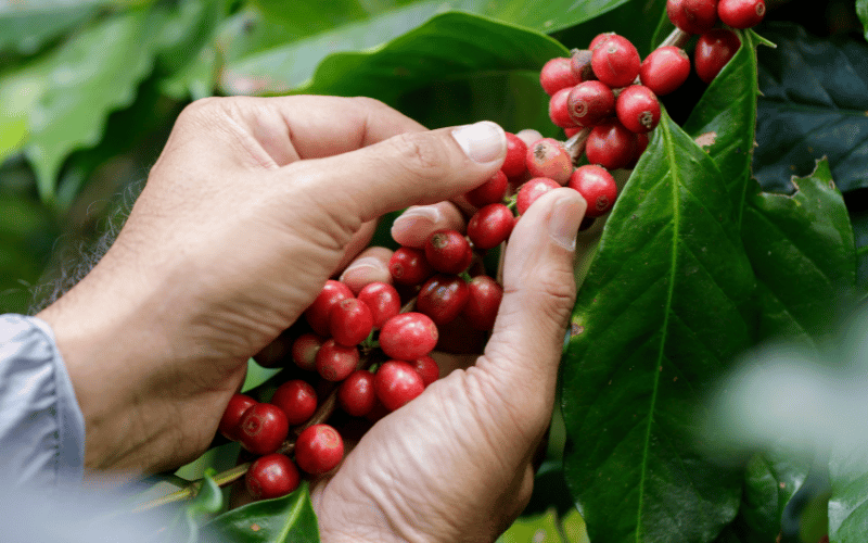 Produção de café em 7 passos até o seu consumo!
