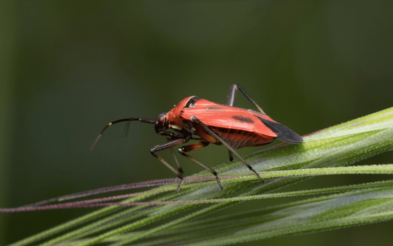 Percevejo vermelho: características e controle!