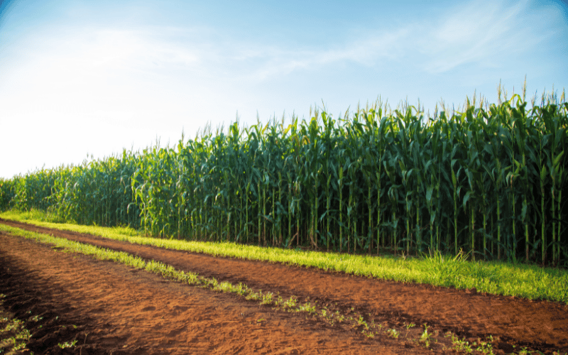Saiba tudo sobre a produção de milho por hectare!