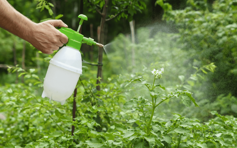 Inseticida natural: 7 benefícios na utilização!