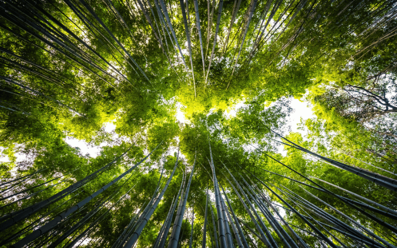 Código florestal brasileiro: saiba o que é e sua importância!