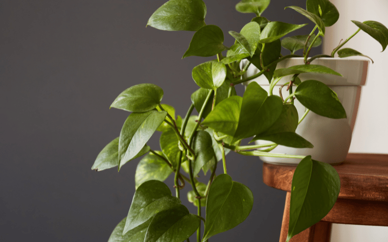 A importância das auxinas para as plantas!
