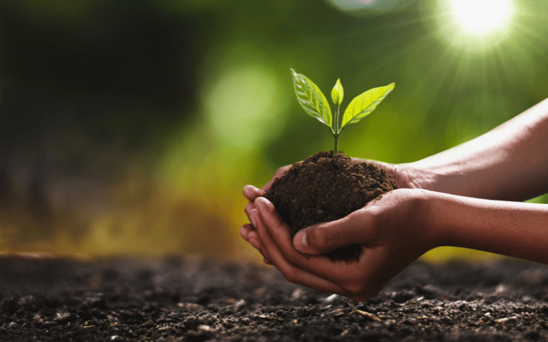 Citocininas: como esses hormônios atuam nas plantas?