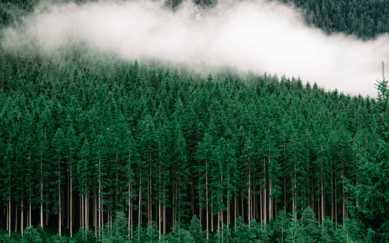 Conheça tudo sobre a árvore de pinus!