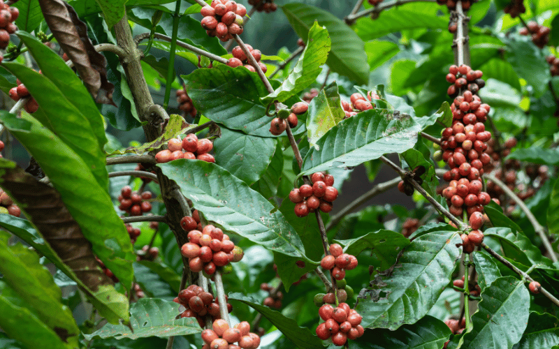 Cercosporiose no café: saiba como identificar e manejar!