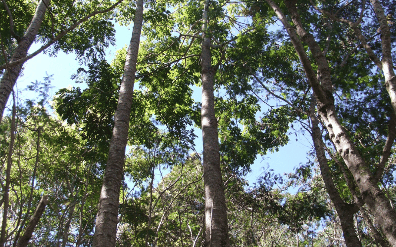 Cedro australiano: conheça sua importância!