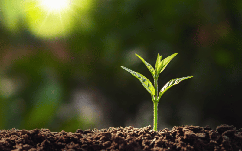 Hormônios vegetais: a importância no desenvolvimento da planta!!