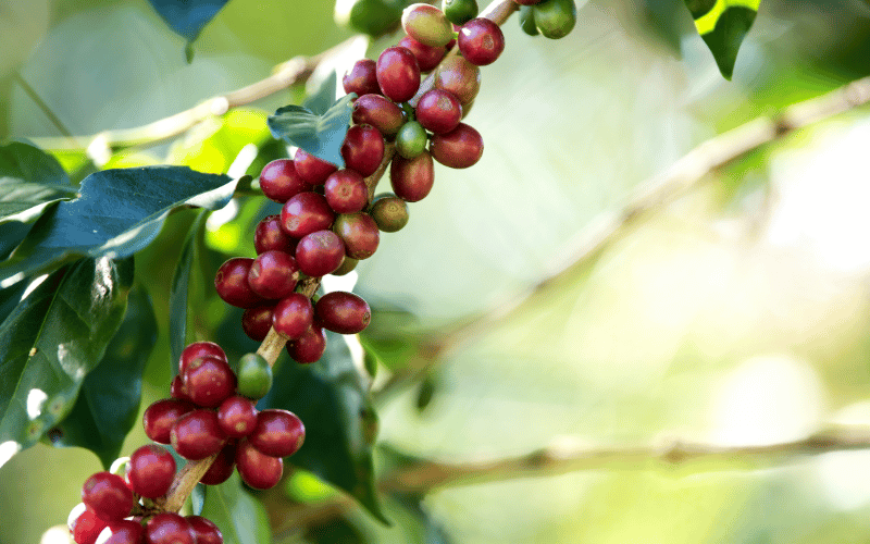 Fisiologia do cafeeiro e a alta produtividade!