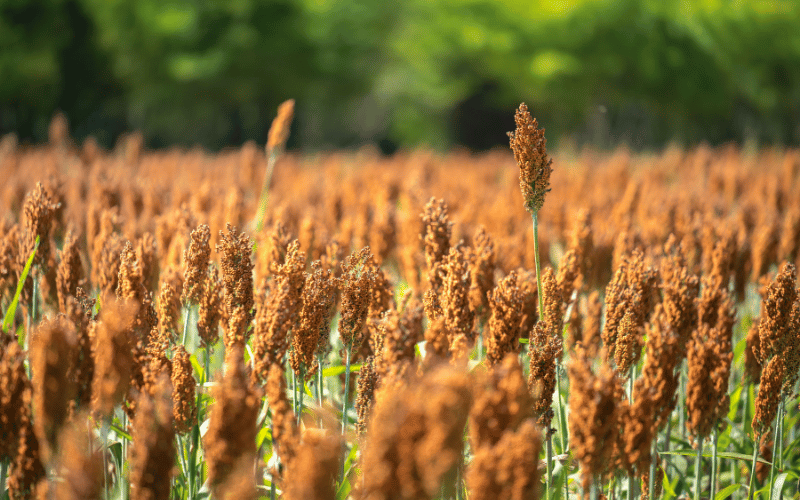 Sorgo forrageiro: saiba tudo sobre esse assunto!