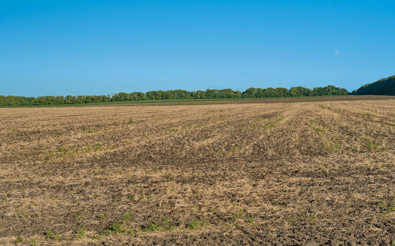 Vazio sanitário: entenda a sua importância na agricultura!