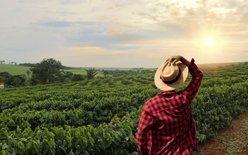 História da agricultura e sua importância!