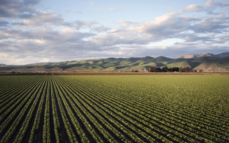 Mercado agrícola: aprenda tudo sobre e alcance o sucesso!
