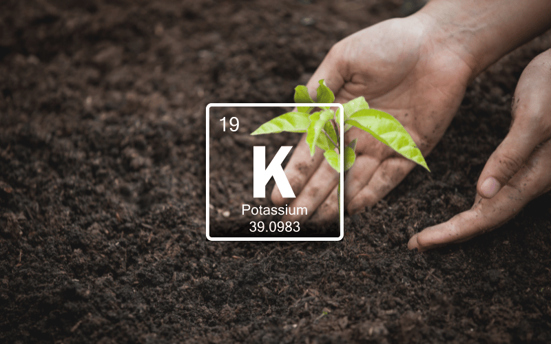 Importância do potássio nas plantas!