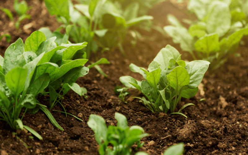 Agroecologia: entenda tudo sobre esse tema!