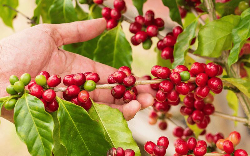 O mercado do café: da planta à xícara! 