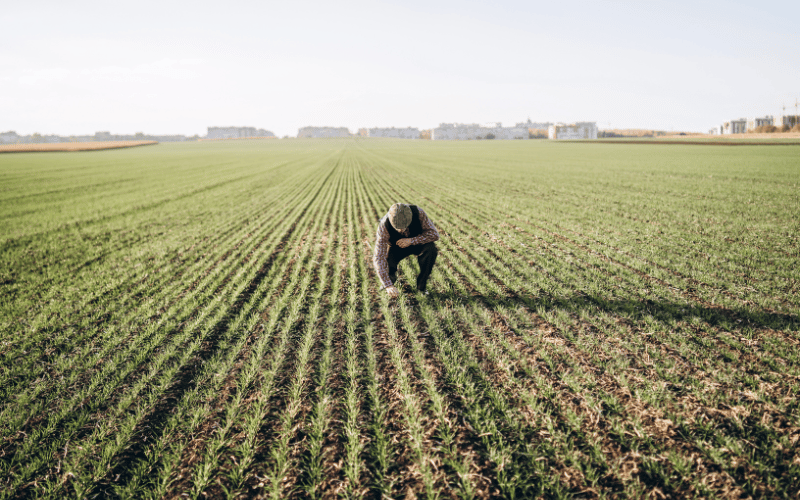 O que é agricultura extensiva? Cultivando sustentabilidade e produtividade!