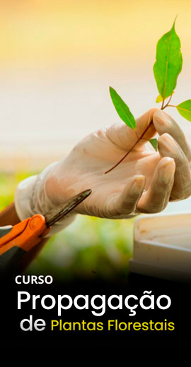 Propagacao-de-Plantas-Florestais.jpg